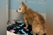 【海外】「15年一緒に過ごした家族に捨てられた！22歳の老犬の悲しい物語」