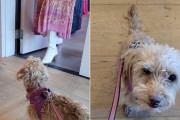 【海外】「老犬、里親イベントで子犬に目を奪われる人々を見守る—あなたの心を打つ感動の瞬間」