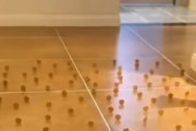 海外「犬にもさせてみたい」猫がいかに機敏な動物なのかがひと目で分かる映像がこれらしい