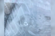 【海外】獣医が笑い止まらない！行方不明の婚約指輪ミステリーを解決したその瞬間とは？