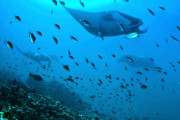 【海外】海の深淵からの10匹の奇妙な生き物たち：未知の世界を覗いてみよう！