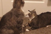 この術が通じないだと？猫の猫による悪魔祓いの儀式、その結末は？