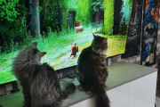 外国人「話題の猫ゲーム、現実の猫まで夢中になってしまうｗｗｗｗ」