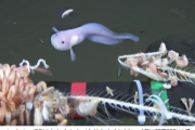 韓国人「日本の水深8000mで発見された深海魚が可愛すぎると話題に」「なんかポケモンに出てきそうだねww」