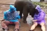 人間と戯れる人懐っこい子供のゾウが海外で話題に←可愛すぎだろコレ！　海外の反応
