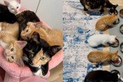 【海外】驚きの子猫誕生！捨て猫が全力で育て上げ、ついに自分の家を手に入れるまでの感動ストーリー