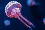 【海外】クラゲは歯なしでどうやって食べるのか？その不思議な食事法に迫る！