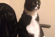 外国人「猫がペンギン化してしまう事例をたくさん集めてみた！」