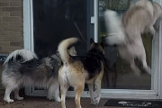 外に出して貰ったけどディナーの方が気になる？！待ちきれず窓辺でジャンプするハスキーが可愛い！！