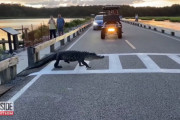 「ふ～ひと休みするか…」横断歩道をマイペースで渡るワニの様子と美しい夕焼けの景色が良い雰囲気を醸し出している