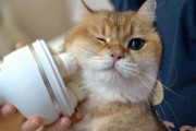 エステ器具でマッサージを受け、とっても気持ち良さそうにリラックスするハンサム猫