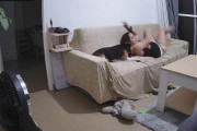 寝惚けて飼い主さんを噛んでしまったビーグル。その後の行動が愛らしい