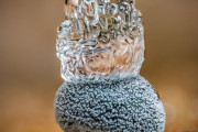 海外の生物クローズアップ写真コンテスト　どれも素晴らしいと話題に