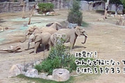 やさしすぎる世界。地震発生直後、みんなで輪になって子供を守ろうとする象