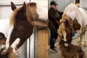 大好きが止まらない！永遠の親友同士なワンちゃんとお馬さん