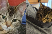 【海外】自力で立てなかった子猫が里親の元で見せた驚きの成長ストーリー！
