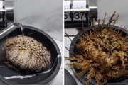 植物すげえ！カラッカラのテマリカタヒバに水を与えた時の蘇生っぷり！