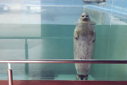 外国人「恐ろしいオーラをまとってる動物を世界から集めてみた」