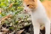 猫とヘビはどちらが速い？ヘビに襲われるピンチな猫ちゃんのパンチ。海外の反応