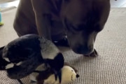 鳥「ワンワン！」自分を犬だと思い込むカササギが可愛らしい！