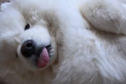 床で寝っ転がってるサモエドを起こしたら、ただただ可愛かった(∗ˊ꒵ˋ∗)