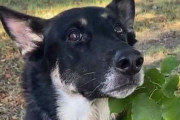【海外】2歳児を森で発見！ボランティアと探知犬の感動ストーリー