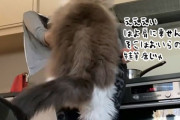 乗らせてよ。大きくなってもママンの肩に乗るのがやめられない巨大なラグドール