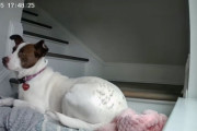 【海外】「新しいママを一晩中待ち続けた犬。その瞬間、ドアが開いた！」