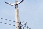 「なんだか神々しい鳥が電柱の上にいるんだけど…」羽を広げている理由
