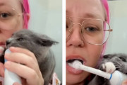 子猫「どうしても噛みたい！」電動歯ブラシに夢中な猫ちゃんが可愛い(オーストラリア)
