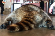 あっちもこっちもアライグマだらけ！韓国のアライグマカフェのアライグマ達が元気過ぎる！