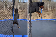 トランポリンの上を飛び跳ねて遊ぶ女の子とロットワイラーがとても楽しそう！