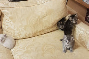 カナダにたくさんの子猫とふれあえる書店が登場、気に入れば里親になることも可能！