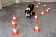 スケートボードを見事に操るワンちゃんに注目