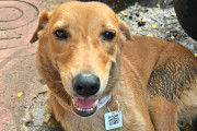 インド工科大学でQRコードを使ったキャンパス犬管理の取り組みが開始