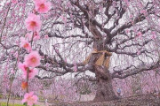 海外「日本には樹齢２００年の桜の木があるんだ！アニメみたいだ」日本の桜を見に行きたいと外国人も絶賛！