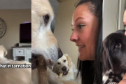 愛犬たちが普段してくることをやり返してみたら…？ゴールデンレトリバーとニューファンドランドの場合