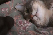 ベッドの上で犬と向かい合う猫が…とんでもない何かに気付いてしまった