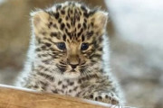 韓国人「日帝が絶滅させた『アムールヒョウ』をロシアと協力により保護活動へ！アムールヒョウは復活するのか？」　韓国の反応