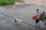 母犬、氾濫した川に取り残された残りの我が子を命がけで救い出す