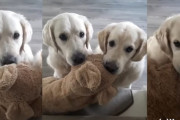 何か欲しいものでもあるのかな？おねだりするように交互にぬいぐるみを咥え合うレトリバーの子犬が可愛い
