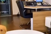 おやつを「お預け」された犬さん、さっと食べて引き出しからおやつを取り出し元の位置へｗｗ海外の反応