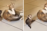 ママ猫「ここ痒いわ～」子猫「ここ痒いの～」ママの真似をする子猫が可愛すぎる