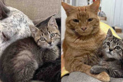 【海外】「捨てられた子猫が新しい家族を見つけた！犬と猫に寄り添い、失った時間を取り戻す」