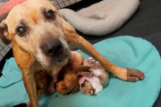 【海外】「事故に遭ったママ犬、シェルターで新たな希望を見つける！その感動的な一歩とは？」