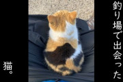 日本の釣り人たちが猫が仲良くする様子に世界もホッコリ（海外の反応）