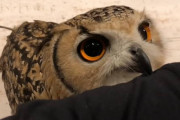 飼い主さんの手に噛み付いて甘えてくるフクロウの動画