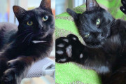 【海外】子猫が他の猫を追いかけて家に入ったら、かわいい「レトリバー」に変身！驚きのストーリー！