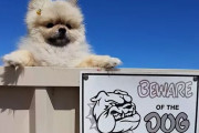 外国人「猛犬注意の看板がついてる家の犬は大したことない説」