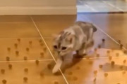 倒さざること忍者のごとく。猫の障害物を避けて歩く能力がすごい5連発！